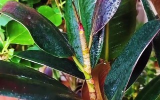 如何解决橡皮树树枝下弯的问题？（维持树枝健康生长的关键措施与方法）