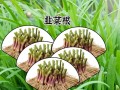韭菜根最佳种植时期（掌握正确的栽种时机）
