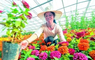 农村花卉种植的发展前景（探索农村经济新动力）