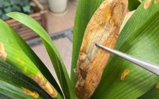 君子兰叶子发黄的原因及解决方法（探究君子兰叶子发黄的原因，提供有效的解决方法）