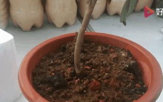 茶花长虫治疗方法详解（如何有效应对茶花长虫的侵害问题）