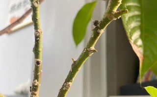如何处理肉肉花叶子上的白点问题（肉肉花叶片白点问题解决方法及注意事项）