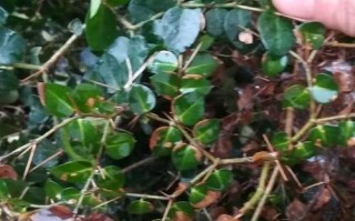 刺梅茎烂了，怎么办？（教你有效保护刺梅茎干健康生长）
