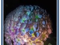 黑夜中的光明——探秘“莲花”花语（以莲花为主题，解析黑夜中的光明的寓意，体现人生的美好）