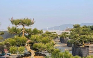 探秘黑松丰富多彩的品种（了解黑松不同品种及特点，为景观设计提供新思路）