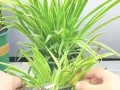 解决夏天吊兰发黄的有效方法（让你的吊兰重现翠绿的秘诀）
