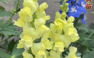 金鱼草的花语（深入了解金鱼草的花语，传递美好情感）