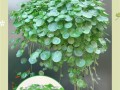 种植铜钱草苗的技巧与注意事项（打造绿意盎然的家居小天地）