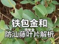 铁包金冬为什么在冬天掉叶子？（解读铁包金冬掉叶现象、认识其生长习性）