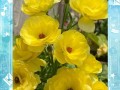 毛茛花的培养指南（掌握关键技巧，打造美丽花园）