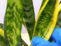 虎皮兰叶子开裂枯边的原因与防治方法（保持适宜温湿度，定期喷水滋润虎皮兰叶子，注意施肥和病虫害防治）
