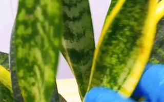 虎皮兰叶子开裂枯边的原因与防治方法（保持适宜温湿度，定期喷水滋润虎皮兰叶子，注意施肥和病虫害防治）