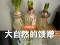 如何清除发霉的风信子（有效方法和技巧，让风信子重获生机）