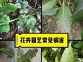 花卉病虫害检测方法与防治措施（全面了解花卉病虫害，有效预防与治理）