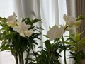 蝴蝶兰冬季快速生长的关键（掌握关键因素，让蝴蝶兰在冬天茁壮成长）