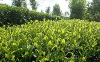 家里种茶树的风水好处（从家居、健康到财运，种茶树让你“好运连连”）