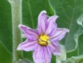 茄子花的颜色是什么？（探究茄子花的色彩之谜）