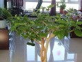 扶桑花如何扦插繁殖？-图解扶桑花插枝方法（轻松掌握扶桑花扦插技巧，快速繁殖美丽扶桑花）