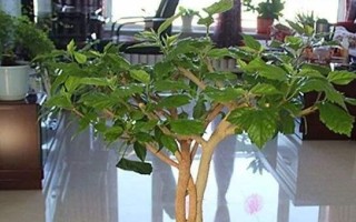 扶桑花如何扦插繁殖？-图解扶桑花插枝方法（轻松掌握扶桑花扦插技巧，快速繁殖美丽扶桑花）