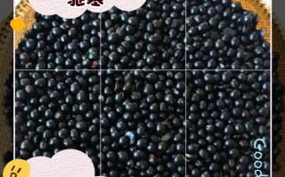 黑辣椒的成熟过程（从花朵到果实，探究黑辣椒的成熟之道）