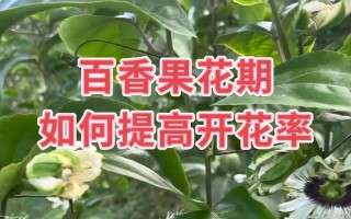 百香果的花期是什么时候？（探究百香果开花的时间及影响因素）