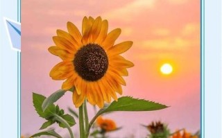 向日奎养殖全攻略（了解如何正确养殖向日奎，轻松享受美丽植物带来的快乐）