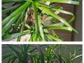 龙血树根茎腐烂处理方法（如何有效防治龙血树根茎腐烂）