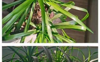 龙血树根茎腐烂处理方法（如何有效防治龙血树根茎腐烂）