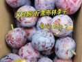 如何挑选美味的黑布林（全方位指南教你选择口感鲜美的黑布林）