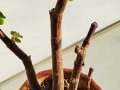 如何养护金枝玉叶，使其茂密生长（关键技巧，让你的金枝玉叶更加繁茂）