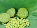 莲子采摘季节（莲子成熟的季节是什么时候？莲子采摘需要注意些什么？）