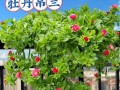 在家养牡丹花的技巧与方法（打造美丽花园的关键）