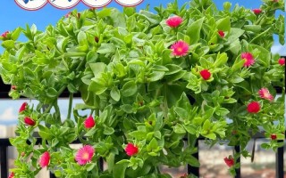 在家养牡丹花的技巧与方法（打造美丽花园的关键）