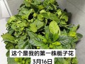栀子花（优雅而得体的修剪方式与注意事项）