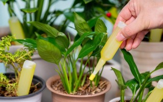 水培营养水的调配与应用（探索水培植物生长的奥秘，提升农作物品质与产量）