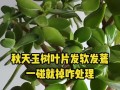 碧玉掉叶子的原因及解决方法（揭开碧玉掉叶子的谜团，帮你有效解决问题）
