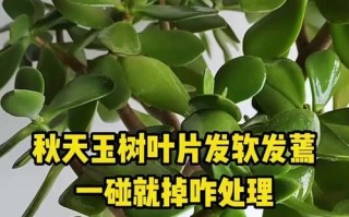 碧玉掉叶子的原因及解决方法（揭开碧玉掉叶子的谜团，帮你有效解决问题）