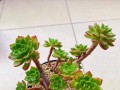 多肉植物蒂亚小苗的养殖技巧（打造独特多肉花园，从蒂亚小苗开始）