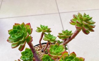 多肉植物蒂亚小苗的养殖技巧（打造独特多肉花园，从蒂亚小苗开始）