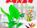 如何正确养护天堂鸟夏天