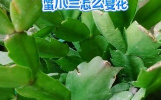 蟹爪兰修剪后的正确施肥方法