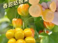 姑娘果的采摘与上市时间（了解姑娘果成熟时间，享受新鲜美味）