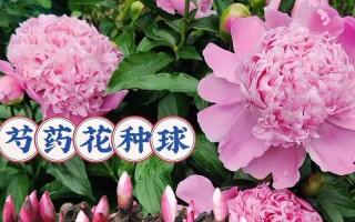 芍药花根烂了如何修剪（修剪烂芍药花根的步骤和技巧）