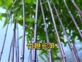 探秘紫竹子的养殖技巧（打造绿意盎然的紫竹子园林）