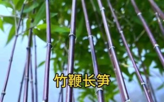 探秘紫竹子的养殖技巧（打造绿意盎然的紫竹子园林）
