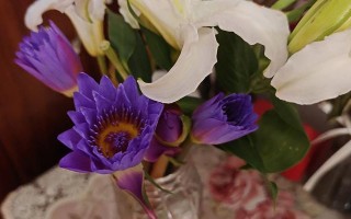 以水养鲜花的技巧（让花儿永葆鲜活的养护秘诀）