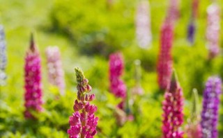 鲁冰花开花频率剖析（一年开几次花？探究鲁冰花开花规律）