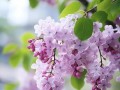 丁香不开花的原因及解决方法（探究丁香不开花的可能因素以及克服之道）