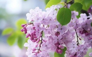 丁香不开花的原因及解决方法（探究丁香不开花的可能因素以及克服之道）