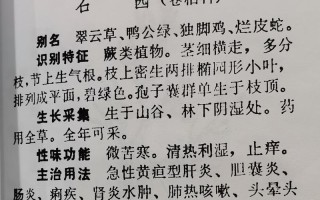 翠云草叶子发黑的原因及处理方法（保护翠云草，让叶子重现生机）
